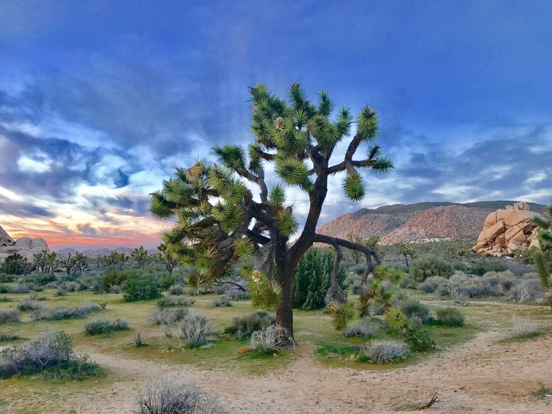 Desert in Joshua Tree