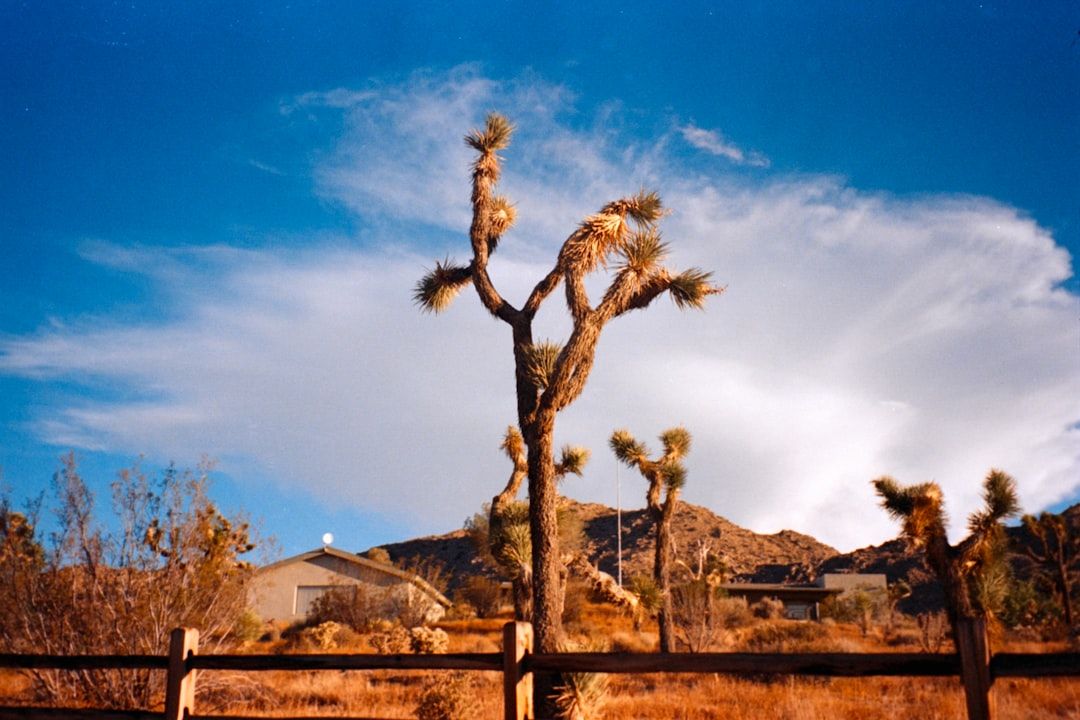 Further, if you leave Friday night in Joshua Tree